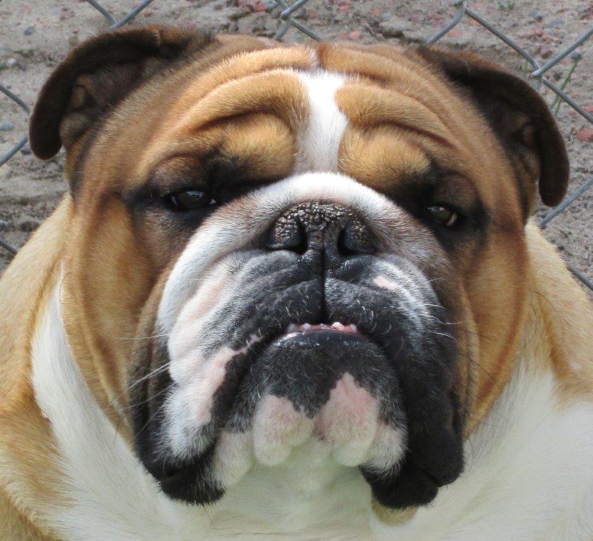 Lottabull Bulldogs - English bulldog puppies reputable breeder